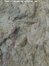 Pinturas rupestres de la Cueva del Sureste del Canjorro. Manchas techo izquierda