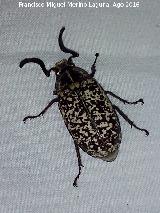 Escarabajo Batanero - Polyphylla fullo. Majada de la Carrasca - Villacarrillo
