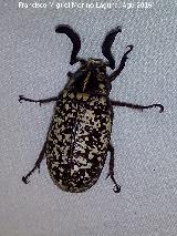 Escarabajo Batanero