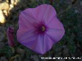 Correhuela rosa - Convolvulus althaeoides. Los Caones. Jan