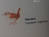 Pájaro Chochín - Troglodytes troglodytes. Exposición en Jaén