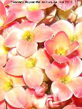 Calanchoe - Kalanchoe blossfeldiana. Flores. Los Villares