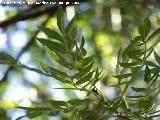 Fresno de hoja estrecha - Fraxinus angustifolia. Cazorla
