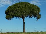 Pino pionero - Pinus pinea. Ruedo de Beas - Beas