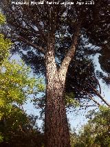 Pino pionero - Pinus pinea. Pino de la Campana - Santa Elena