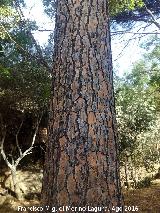 Pino pionero - Pinus pinea. Tronco del Pino de la Campana - Santa Elena