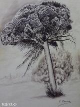 Pino pionero - Pinus pinea. Dibujo de Francisco Merino Megas