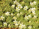 Pisapastores - Arenaria alfacarensis. En Flor. Sierra Nevada