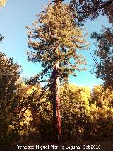 Secuoya - Sequoia sempervirens. La Sagra - Huscar