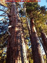 Secuoya - Sequoia sempervirens. La Sagra - Huscar