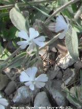 Colleja - Silene vulgaris. Cerro Montaes - Jan