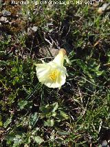 Narciso acampanado - Narcissus bulbocodium. Loma del Pino - Navas de San Juan