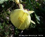 Narciso acampanado - Narcissus bulbocodium. Navas de San Juan