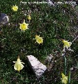 Narciso acampanado - Narcissus bulbocodium. Navas de San Juan