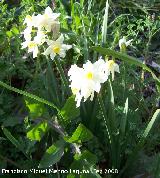Narciso de manojo - Narcissus tazetta. Navas de San Juan