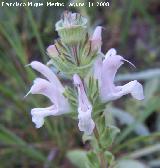 Salvia blanca - Salvia argentea. Segura