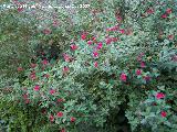 Salvia granadina - Salvia microphylla. Cazorla