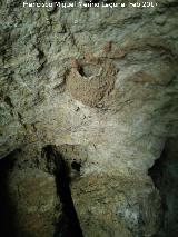 Cuevas de la Caavera. Nido