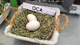 Pjaro Oca - Anser anser. Huevos. Parque de las Ciencias - Granada