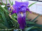 Lirio alemn - Iris germanica. Navas de San Juan