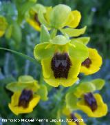 Orqudea amarilla - Ophrys lutea. Los Villares