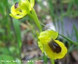 Orqudea amarilla - Ophrys lutea. Jan