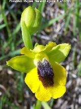 Orqudea amarilla - Ophrys lutea. Bobadilla - Alcaudete