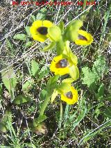 Orqudea amarilla - Ophrys lutea. Las Yeseras - Navas de San Juan