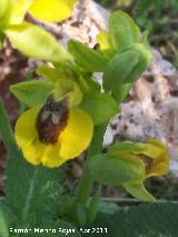 Orqudea amarilla - Ophrys lutea. Cerro Montaes - Jan