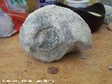 Ammonites Pachydiscus - Pachydiscus stobaei. Arroyo Padilla - Jan