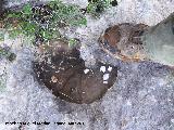Ammonites Pachydiscus - Pachydiscus stobaei. Cerro Veleta - Jan