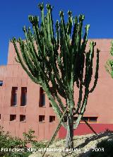 Cactus candelabro - Euphorbia candelabrum. Benalmdena