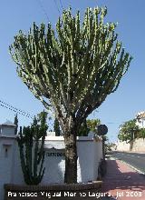 Cactus candelabro - Euphorbia candelabrum. Benalmdena