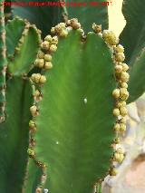 Cactus candelabro - Euphorbia candelabrum. Tabernas