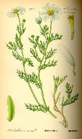 Manzanilla bastarda - Anthemis arvensis. 