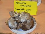 Cucumela - Amanita vaginata. Navas de San Juan