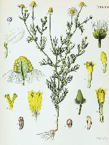 Manzanilla de los campos - Anacyclus clavatus. 