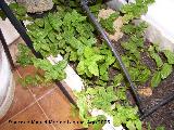 Hierbabuena - Mentha spicata. Los Villares
