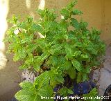 Hierbabuena - Mentha spicata. Los Villares