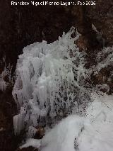 Cascada del Zurren. Arbusto congelado
