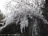 Cascada del Zurren. Arbusto congelado