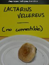 Lactario aterciopelado - Lactarius vellereus. Navas de San Juan