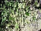 Culantrillo de pozo - Adiantum capillus-veneris. Alhama de Granada
