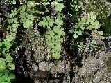 Culantrillo de pozo - Adiantum capillus-veneris. Alhama de Granada