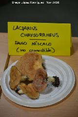 Falso níscalo - Lactarius chrysorrheus. Navas de San Juan