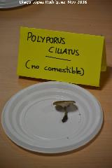Poliporo ciliado - Polyporus ciliatus. Navas de San Juan