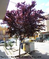 Ciruelo rojo - Prunus cerasifera. Navas de San Juan
