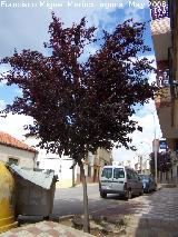Ciruelo rojo - Prunus cerasifera. Navas de San Juan
