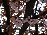 Ciruelo rojo - Prunus cerasifera. Jan