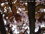 Ciruelo rojo - Prunus cerasifera. Jan